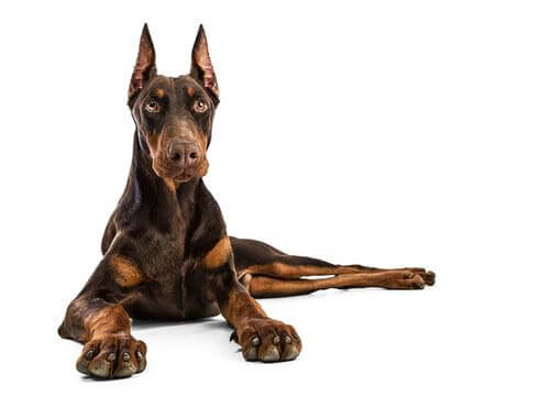 Dobermann sdraiato
