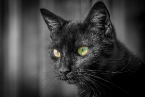 Impariamo qualcosa in più sugli occhi dei gatti