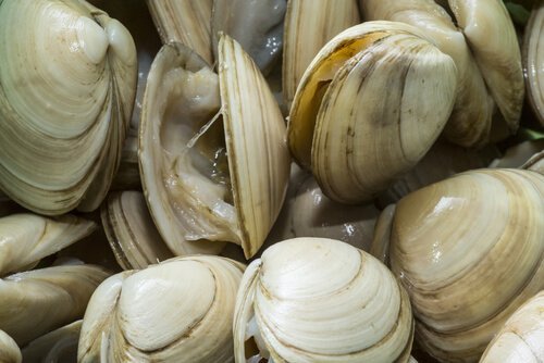 Vongole molluschi
