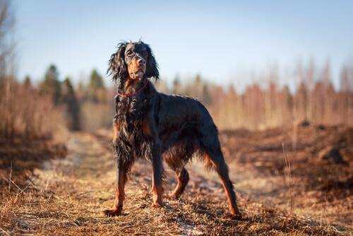 Setter Gordon nel bosco