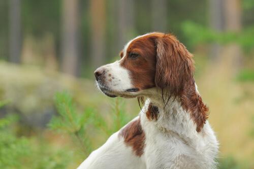 Setter irlandese rosso e bianco nel bosco