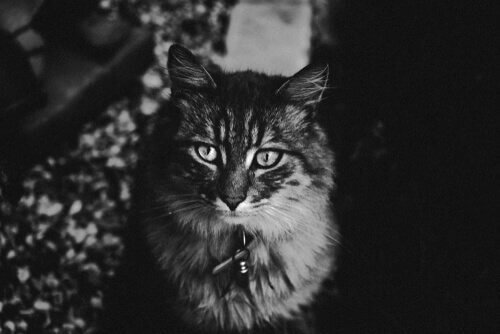 Visione notturna nei gatti