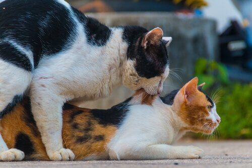 Gatti si accoppiano