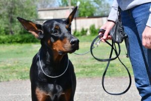 Addestramento di base per il Dobermann