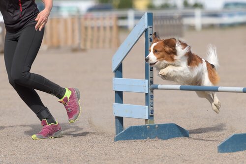 Agility dog