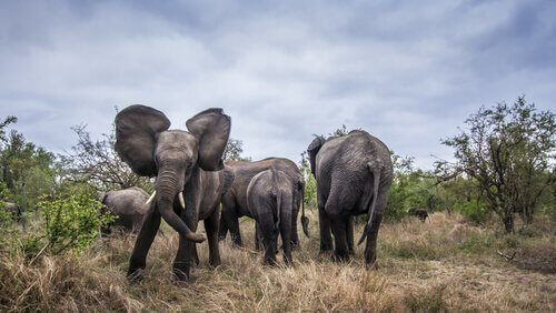 Elefanti aggressivi