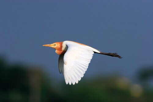 Abitudini airone guardabuoi