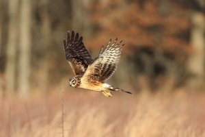 L'albanella reale è in pericolo
