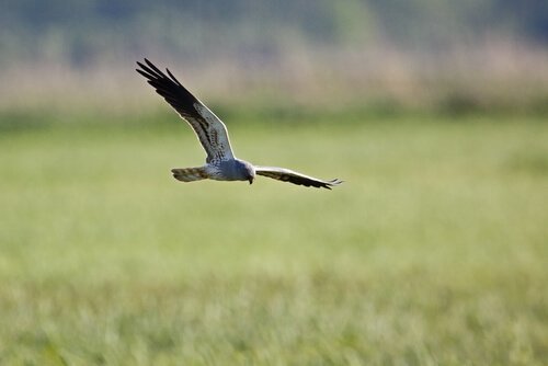 Albanella reale in pericolo