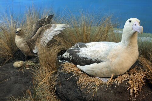 Situazione attuale dell'albatros codacorta