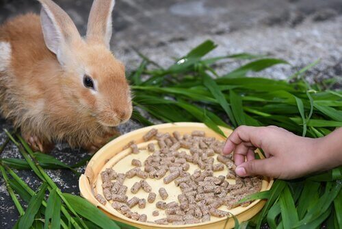 Alimentazione del coniglio