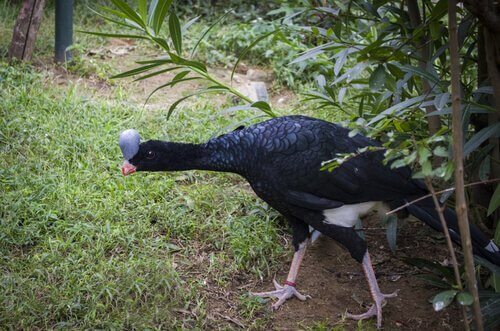 Alimentazione crace dall'elmo