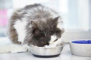 Consigli sull'alimentazione dei gatti a pelo lungo