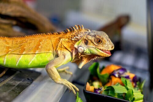 Alimentazione iguana