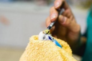 Cosa sono gli "inseparabili"?