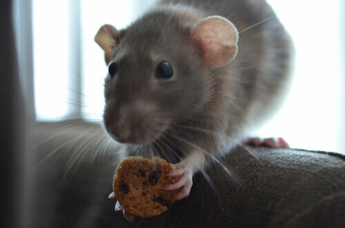 Alimentazione topo domestico