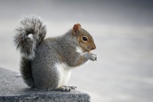 Gli animali che si nutrono di radici