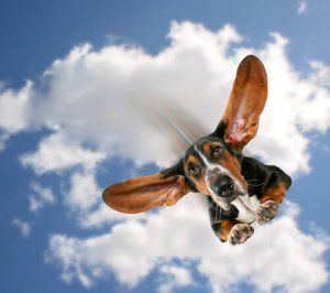 Animali che praticano sport pericolosi