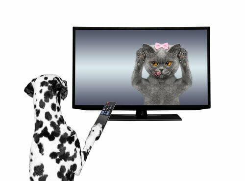 Gli animali negli spot televisivi