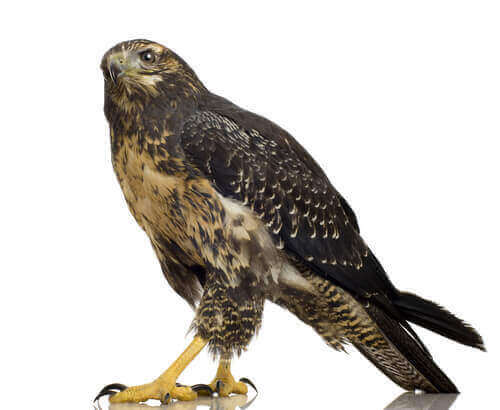 Aquila poiana pettonero