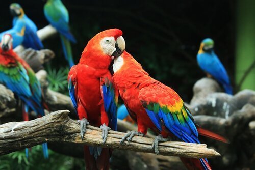 Alimentazione dell'ara scarlatta