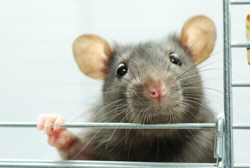 Arricchimento ambientale per i topi