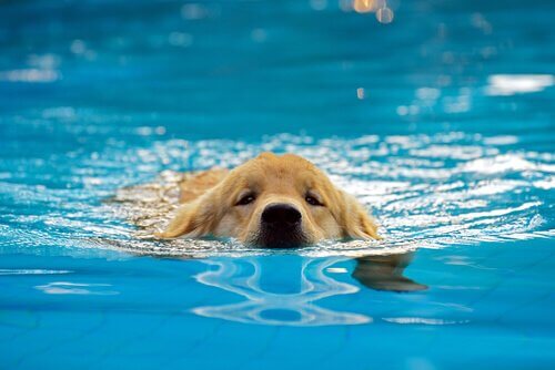 Cagnolino nuota in piscina