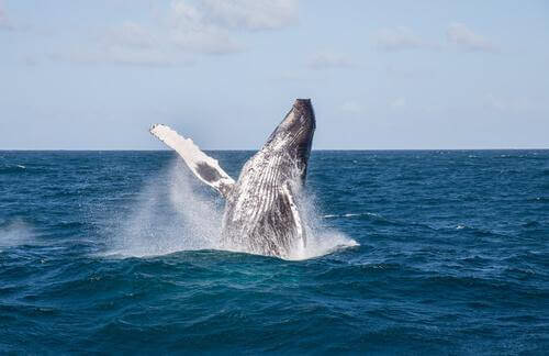 Balena salta in acqua