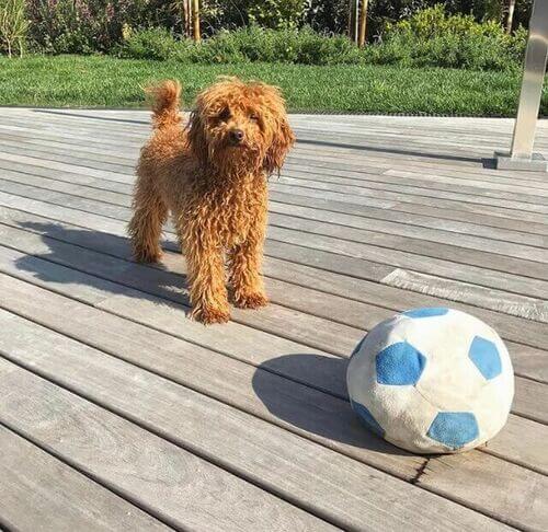 Barboncino con palla