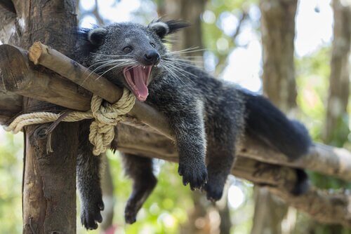 binturong sdraiato su albero