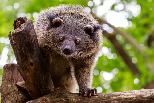binturong su albero