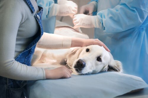 Biopsia nei cani? In che modo viene eseguita?