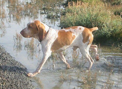 Bracco italiano