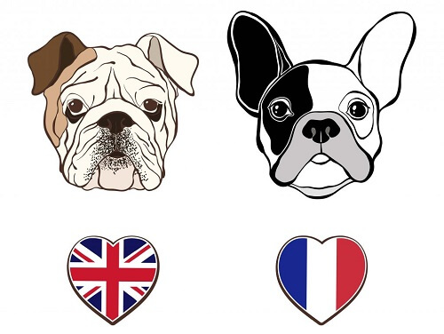 Disegno bulldog