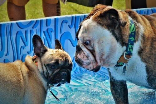 Differenze tra bulldog