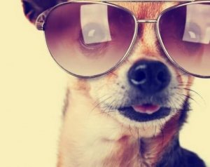 Come trasformare un animale domestico in un influencer