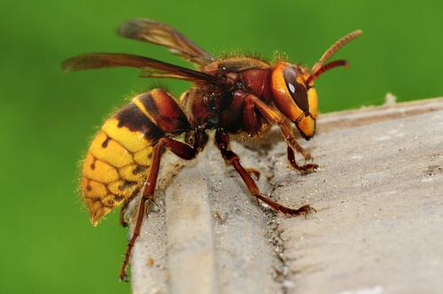 Calabrone tra specie di vespe