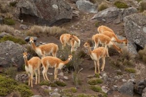 Conosciamo insieme i camelidi sudamericani