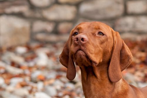 Muso del bracco ungherese