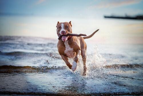 cane che corre con bastone al mare 