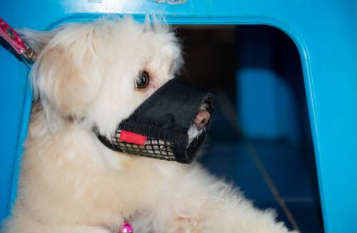 Cane con museruola nella gabbietta