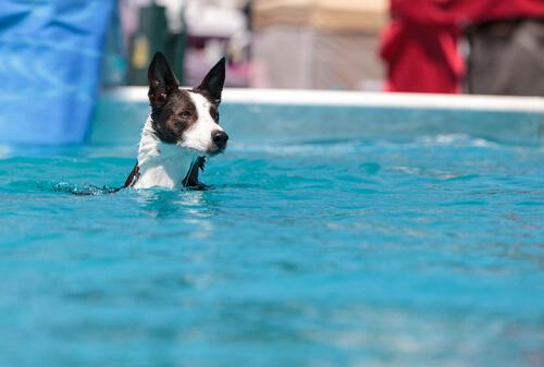 cane dentro acqua piscina