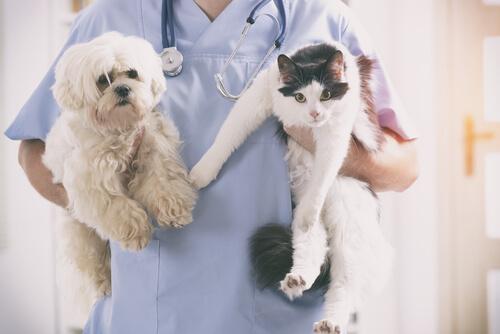 Cane e gatto in braccio al veterinario 