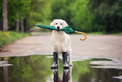 Cane con ombrello e stivali