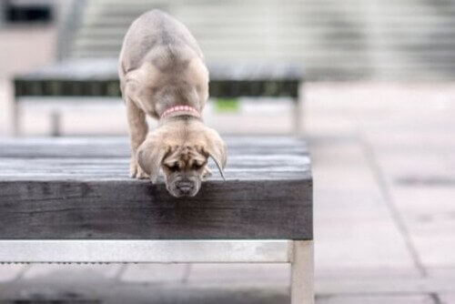 I cani soffrono di vertigini?