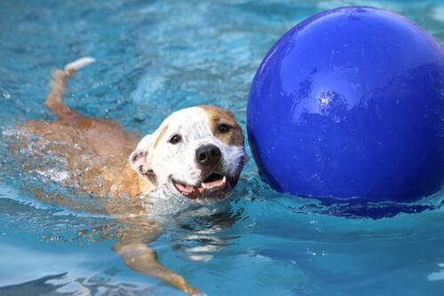 cane in piscina con palla 