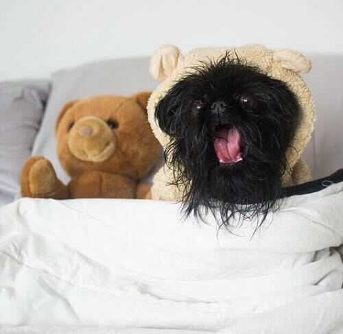 Cane Instagram simpatico