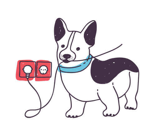 Gli incidenti più frequenti quando si ha un cane