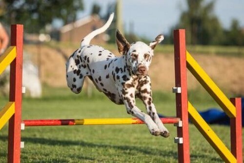 Migliorate l'agilità del vostro cane con questi esercizi