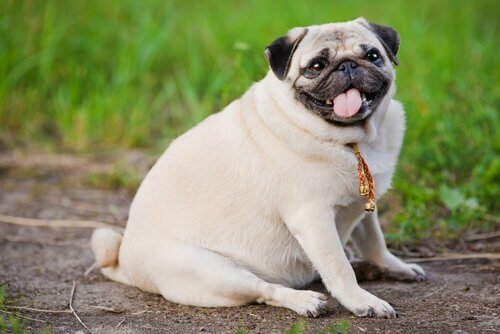Somiglianze tra persone e cani in sovrappeso
